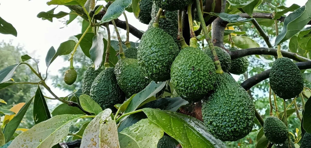 Hass Avocado Farming: Nurturing a Profitable and Healthy Orchard