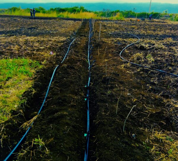 Drip Irrigation Installation & Management
